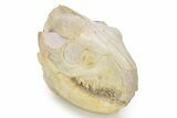 Pristine Fossil Oreodont (Merycoidodon) Skull - South Dakota #269604-2